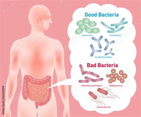 Good Bacteria And Bad Bacteria Enteric Bacteria Intestinal Flora Gut