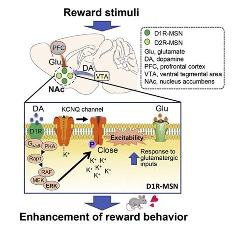 Unraveling The Reward Behavior The Mechanisms Underlying The Dopam