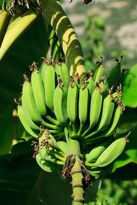 Unripe Bananas Free Stock Photo Public Domain Pictures