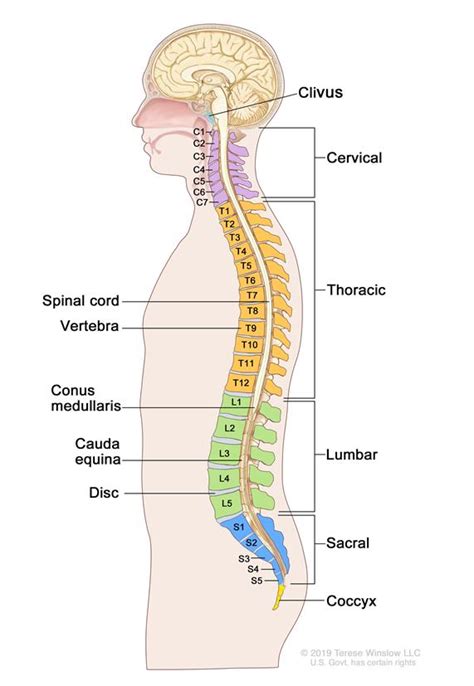 Protein backbone is what holds a protein together and gives it an overall shape (or tertiary structure). Definition of vertebral column - NCI Dictionary of Cancer ...