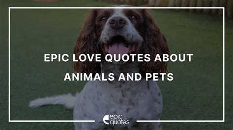 Epic Love Quotes About Animals And Pets