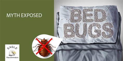 Seattle Pest Control Company Talks About Bed Bug Myths Seattle