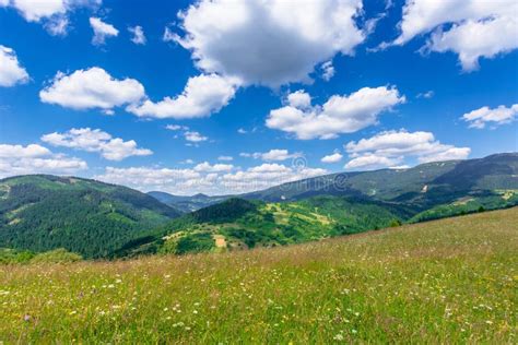 Mountain Meadow With Wild Herbs And Green Grass Stock Photo Image Of