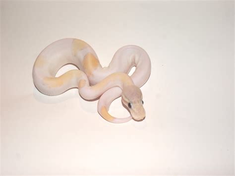 Coral Glow Mojave Pastel Piebald Morph List World Of Ball Pythons