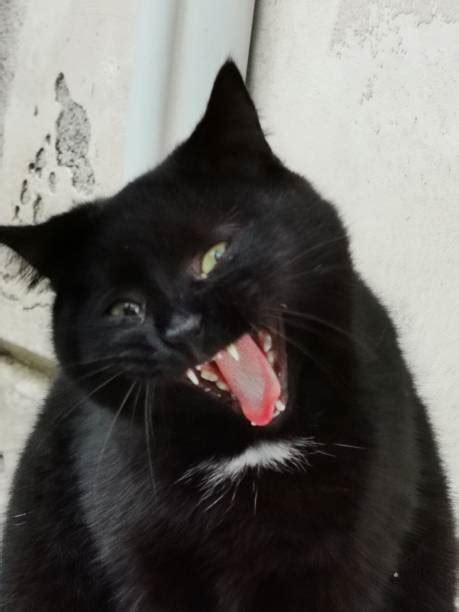 Yawning Black Cat