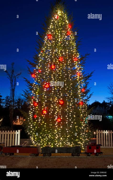 Outdoor Christmas Trees Have Been Decorated With Red And White Lights