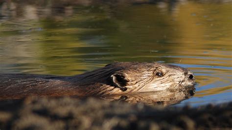 Leave It To Beaver Conservation Of Our Natural And Cultural Heritage