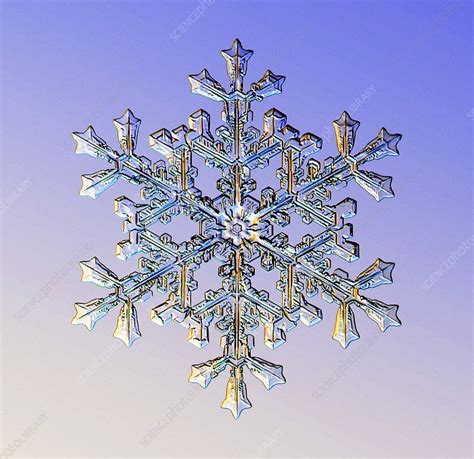 Snowflake Light Micrograph Stock Image C0232432 Science Photo