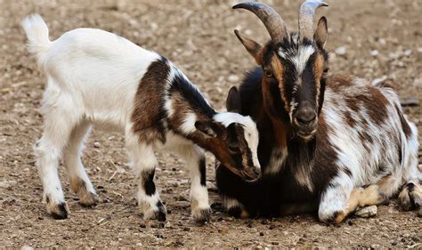 50 Goat Facts That Makes You Go Baa