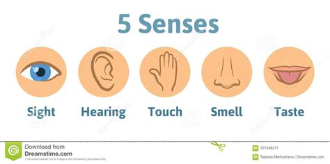 Set Of Five Human Senses Icon Vision Hearing Smell Hearing Touch
