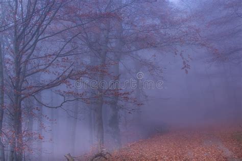 Mystical Autumn Forest Stock Image Image Of Landscape 62253319