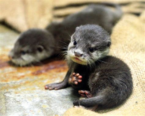 Baby Otter Jellybeantoes