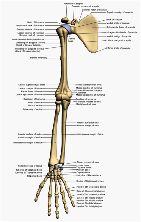 Bones In The Human Body Human Body Bones Name