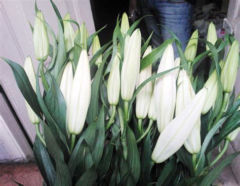Fresh Oriental Lily Cut Flower At Best Price In Bangalore Karnataka