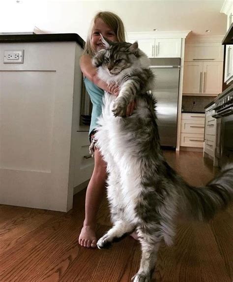 Photos Of Big And Beautiful Maine Coon Cats BeoPeo