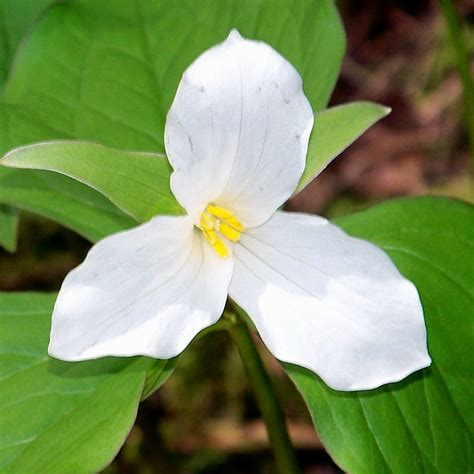 Trillium Ontarios Official Provincial Flower And The Off Flickr