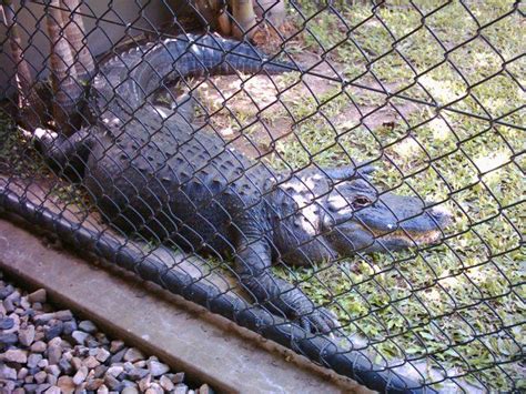 Australia Zoo Alligator