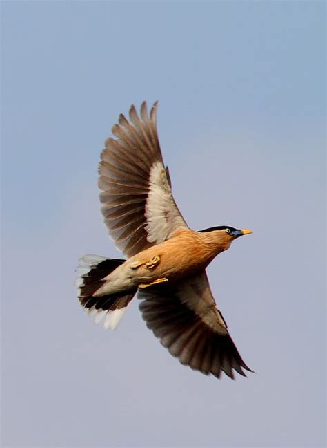 Brahminy Starling Arunachala Birds