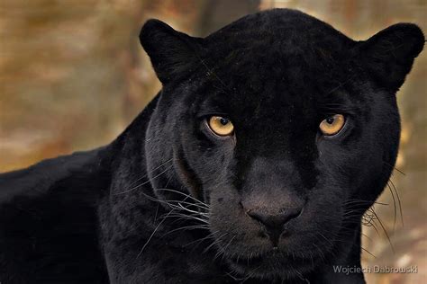 The Black Panther By Wojciech Dabrowski Redbubble