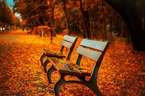 Autumn Bench Wallpaper