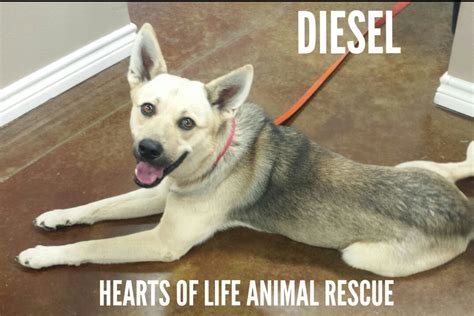 Hearts Of Life Animal Rescue Dog Of The Week Meet Diesel Front Porch