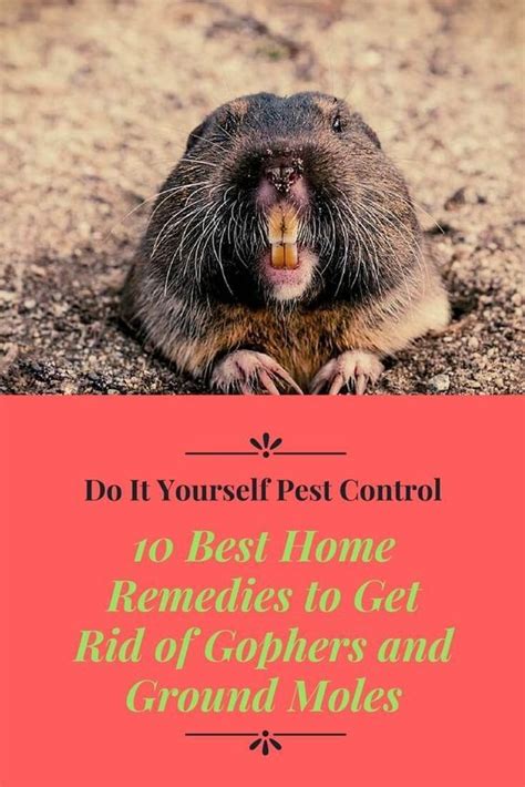 Fpmwebdesign Best Way To Get Rid Of Gophers And Moles