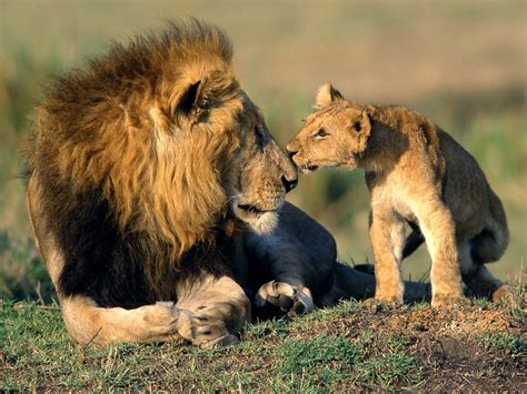 Encyclopaedia Of Babies Of Beautiful Wild Animals Mara Animals