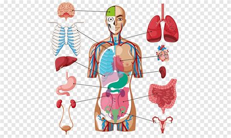 Descarga Gratis Diagrama Del órgano Del Cuerpo Humano Anatomía