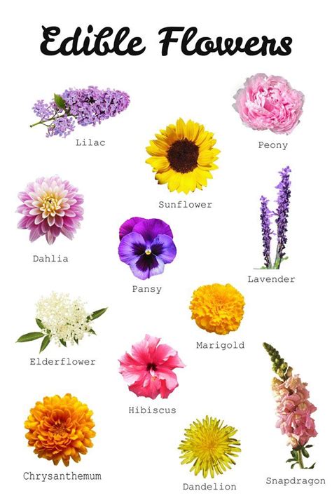 40 Edible Flowers And How To Use Them Artofit