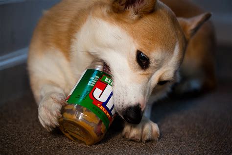 Why Do Dogs Like Peanut Butter Johnny Holland