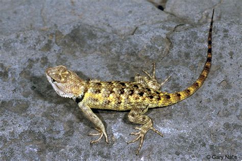 Hot blooded is a trait in the fallout: Pictures Of Yellow Spotted Lizards - Fetish Fantasy Bondage
