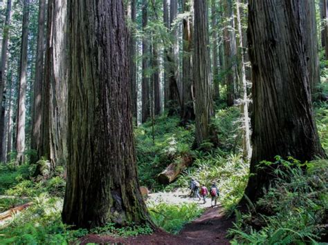Jedediah Smith Redwoods State Park Redwood Adventures Trekaroo