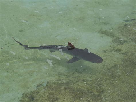 Hd Wallpaper Reef Shark Fish Wildlife Sea Fin Caribbean Sea