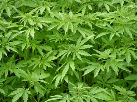 Know More About The Benefits Of Indian Hemp Health And Nutrition
