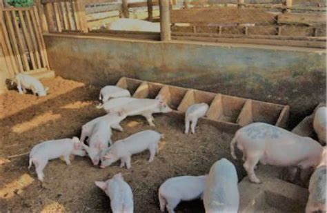 Best Pig Feed For Weight Gain Justagric