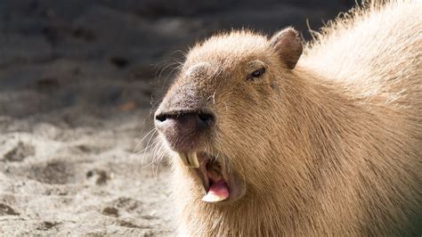 Anaconda Swallowing A Capybara Rnatureismetal