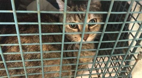 feral kitten tests positive for rabies in ocean view wgmd