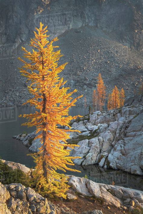 Subalpine Larches In Golden Autumn Color Stiletto Lake North Cascades