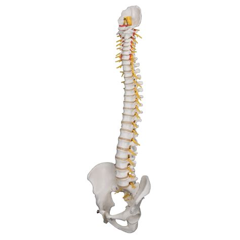 Anatomical Model Of Deluxe Flexible Spine