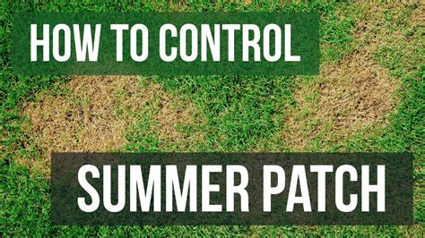 How To Control Summer Patch 4 Easy Steps Youtube