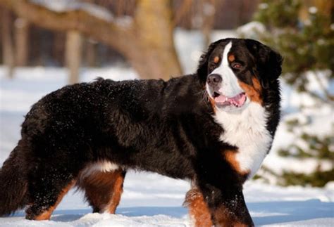 9 Dog Breeds With The Highest Cancer Rate Petmd
