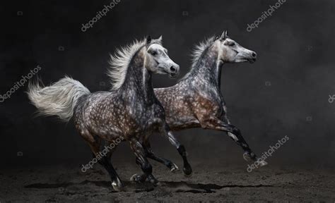 Two Gray Arabian Horses Gallop On Dark Background — Stock Photo