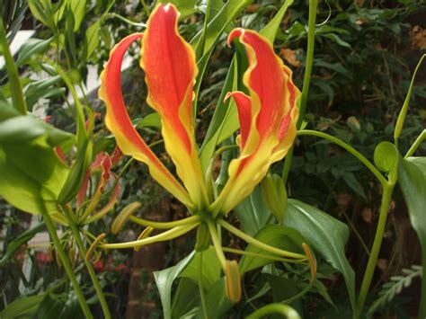 Flame Lily Plants Lily Garden