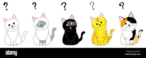 Various Cats With Question Mark White Cat Birman Cat Black Cat Tabby