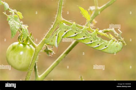 Tobacco Hornworm Moth Caterpillar Eating A Tomato Plant Stock Photo My Xxx Hot Girl
