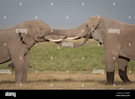African Elephants Touch Trunks Hi Res Stock Photography And Images Alamy