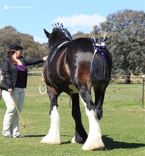 Horses Shire Horse Rare Breeds Trust Of Australia Tidyhq