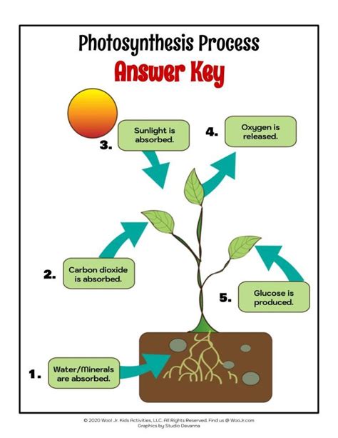 Process Of Photosynthesis In Plants Answer Key Woo Jr Kids