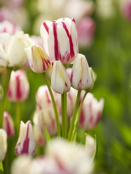 Buy Tulip Bulbs Tulipa Elegant Lady Gold Medal Winning Harts Nursery