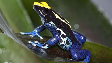 Poison Dart Frogs The Misty Rainforests Of Central And South America